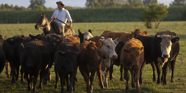 Ein Mann auf einem Pferd hütet Rinder Ein Mann auf einem Pferd hütet Rinder