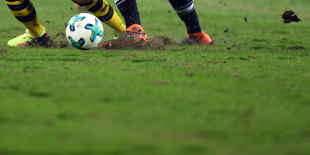 Vier Füße spielen Vier Füße spielen