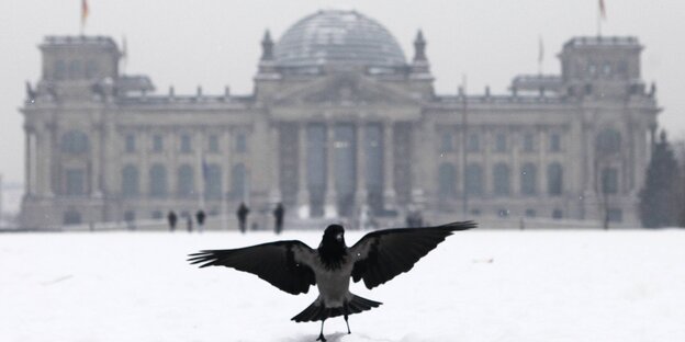 Schnee liegt vor dem Bundestag, eine Krähe spreizt die Flügel Schnee liegt vor dem Bundestag, eine Krähe spreizt die Flügel