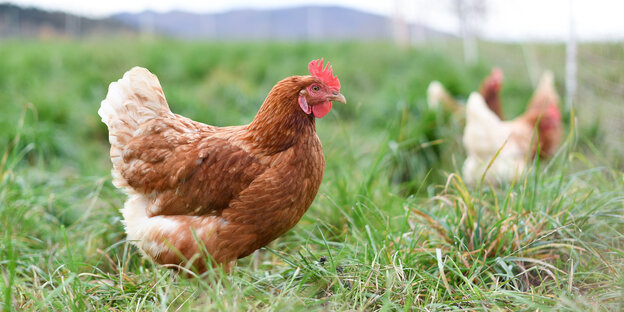 Ein Huhn auf einer Wiese Ein Huhn auf einer Wiese
