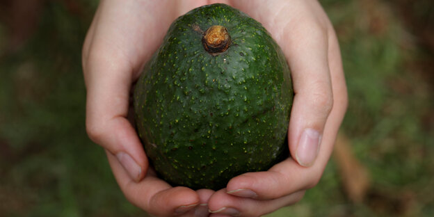 Zwei Hände umfassen eine Avocado Zwei Hände umfassen eine Avocado