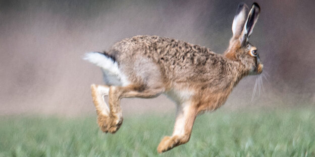Ein Hase auf einer Wiese hüpft nach rechts Ein Hase auf einer Wiese hüpft nach rechts