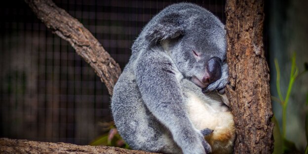 Ein Koala schläft auf einem Ast Ein Koala schläft auf einem Ast