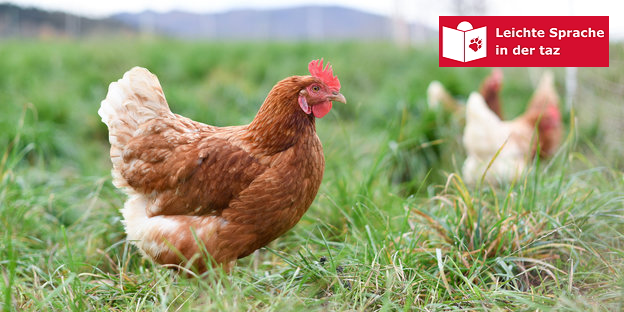 Zwei Hühner auf einer grünen Wiese