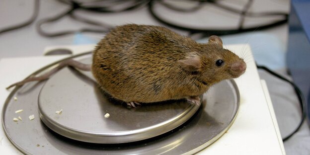 Ein Maus wird gewogen Ein Maus wird gewogen