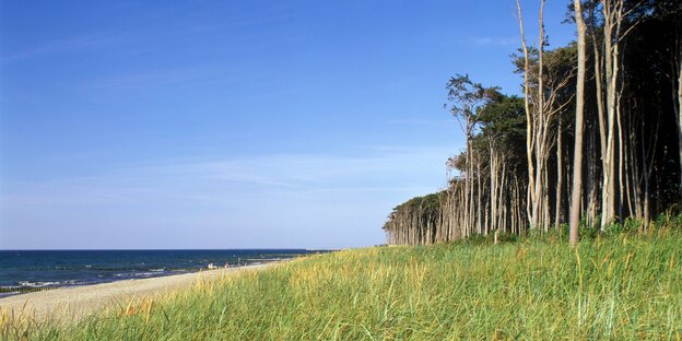 Bäume, Strand und Ostsee Bäume, Strand und Ostsee
