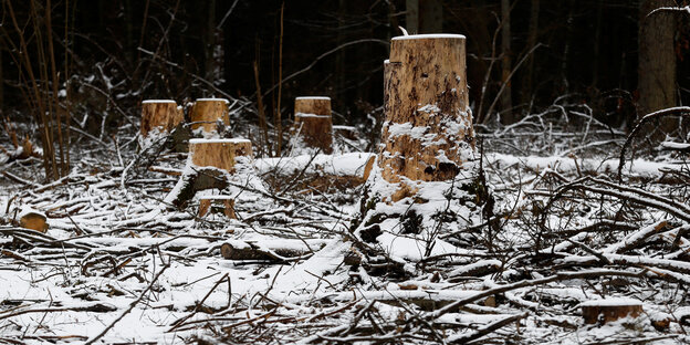 Abgesägte Baumstümpfe im Schnee Abgesägte Baumstümpfe im Schnee