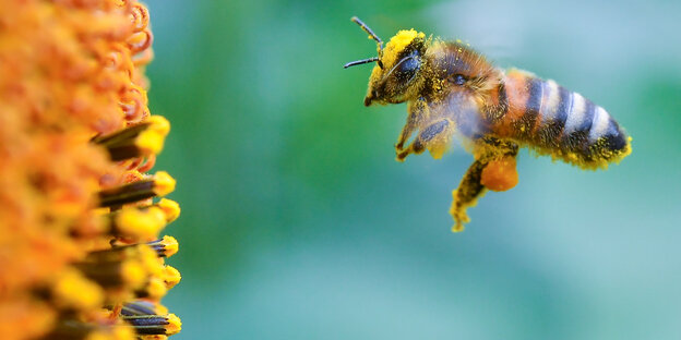 Voll bepackt mit Pollen und Blütenstaub ist eine Biene am 05.07.2016 im Anflug zu einer blühenden Sonnenblume in einem Feld nahe Frankfurt (Oder) (Brandenburg) zu sehen Voll bepackt mit Pollen und Blütenstaub ist eine Biene am 05.07.2016 im Anflug zu einer blühenden Sonnenblume in einem Feld nahe Frankfurt (Oder) (Brandenburg) zu sehen