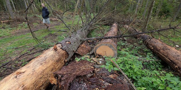 Ein gefällter Baum im Wald Ein gefällter Baum im Wald