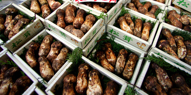 Viele Boxen voller Pilze Viele Boxen voller Pilze