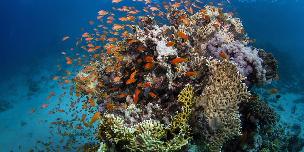 Fische am Great Barrier Reef, an der Küste von Queensland, Australien Fische am Great Barrier Reef, an der Küste von Queensland, Australien