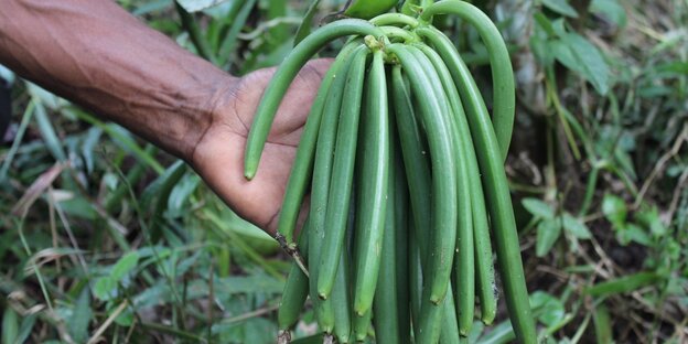 Ein Landwirt zeigt grüne Vanilleschoten in der Region Sambava auf Madagaskar Ein Landwirt zeigt grüne Vanilleschoten in der Region Sambava auf Madagaskar