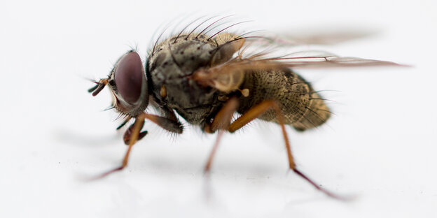 Eione Fliege in Nahaufnahme Eione Fliege in Nahaufnahme