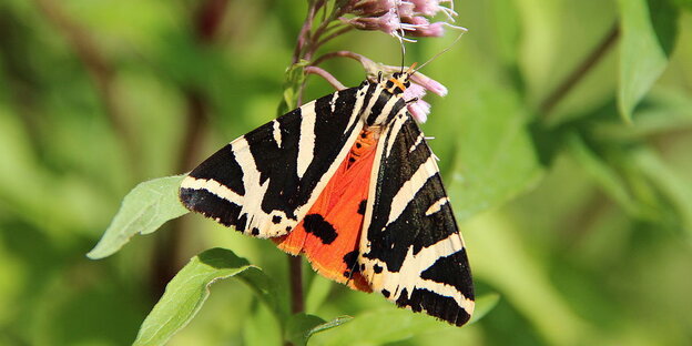 Ein schwarz-rot-beige gestreifter Schmetterling. Ein schwarz-rot-beige gestreifter Schmetterling.