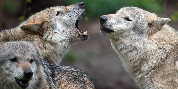 Europäische Wölfe heulen im Wildparadies Tripsdrill. Europäische Wölfe heulen im Wildparadies Tripsdrill.