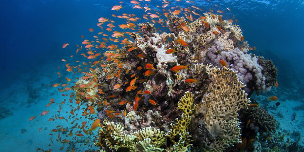 Fische am Great Barrier Reef Fische am Great Barrier Reef