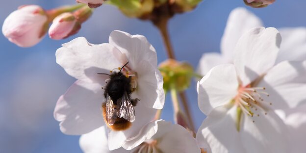 Hummel auf Kirsche