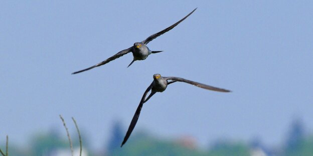 Zwei fliegende Kuckucke Zwei fliegende Kuckucke