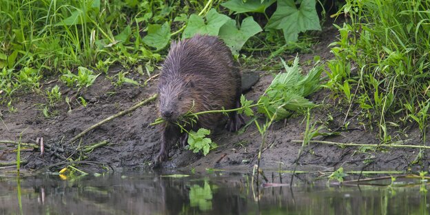 Biber am Wasser