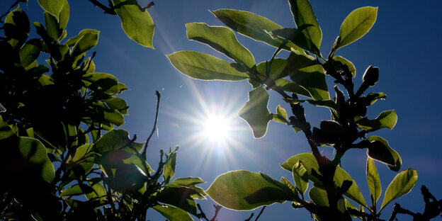 Zwischen Blättern mit Zweigen ist die Sonne zu sehen