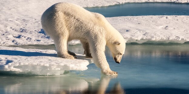Eisbär steht auf einer Eisscholle Eisbär steht auf einer Eisscholle
