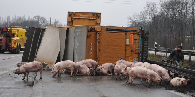 Ein umgestürzter Laster und Schweine auf der Autobahn Ein umgestürzter Laster und Schweine auf der Autobahn