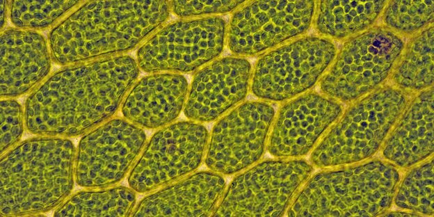 Zellstruktur eines Laubmooses: In den Zellen sind zahlreiche Chloroplasten erkennbar Zellstruktur eines Laubmooses: In den Zellen sind zahlreiche Chloroplasten erkennbar