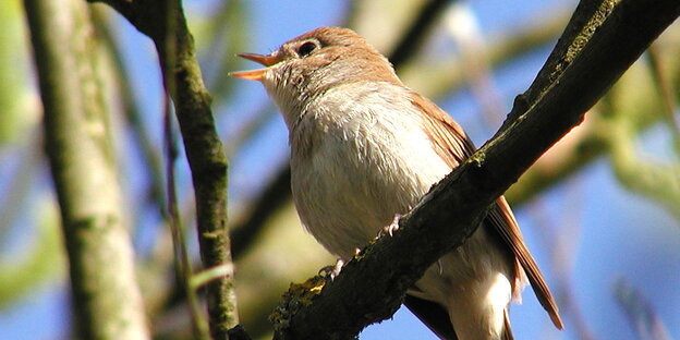 Ein kleiner Vogel sitzt mit geöffnetem Schnabel auf einem Ast Ein kleiner Vogel sitzt mit geöffnetem Schnabel auf einem Ast