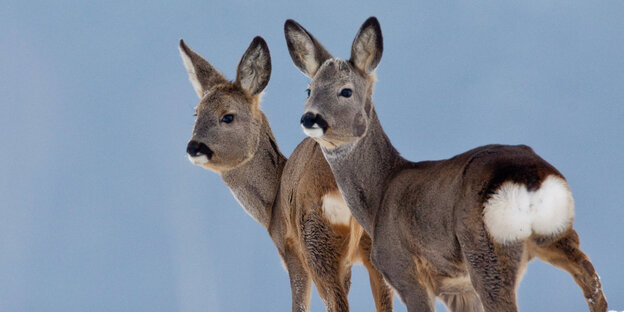 Zwei Rehe schauen in die gleiche Richtung. Man sieht auch ihr Hinterteil.