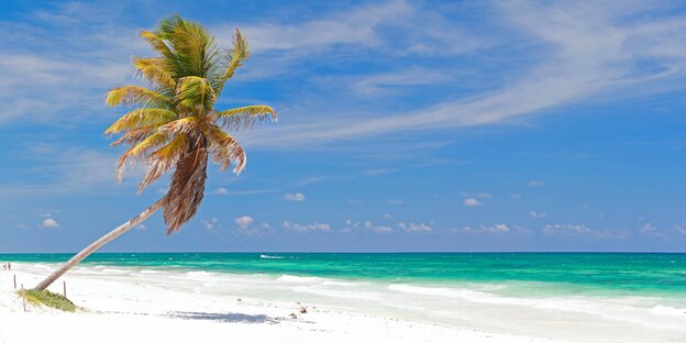 Eine einzelne Palme steht an einem weißen Sandstrand. Der Himmel ist blau Eine einzelne Palme steht an einem weißen Sandstrand. Der Himmel ist blau