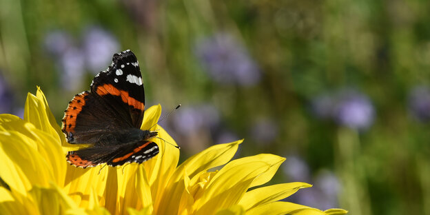 Ein Tagfalter Admiral sitzt auf einer Sonnenblume