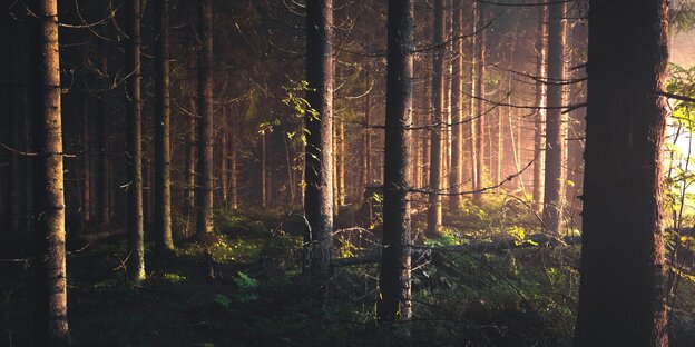 Viele Bäume in einem dichten Wald