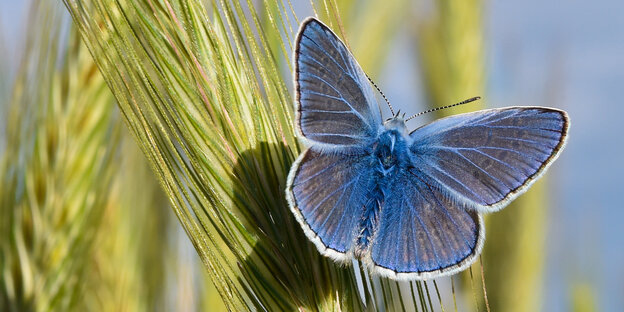 Ein Schmetterling