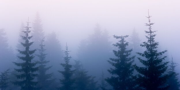 Baumspitzen im Nebel Baumspitzen im Nebel