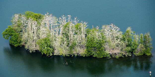 Eine Insel voller mit Vogelkot verschmierter Bäumer Eine Insel voller mit Vogelkot verschmierter Bäumer