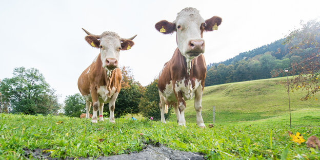 Zwei Kühe auf einer Weide Zwei Kühe auf einer Weide