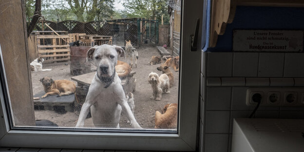 Ein Hund guckt durch ein geschlossenes Fenster Ein Hund guckt durch ein geschlossenes Fenster