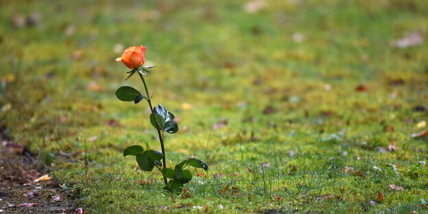 Eine orange Rose steht am Wegrand Eine orange Rose steht am Wegrand