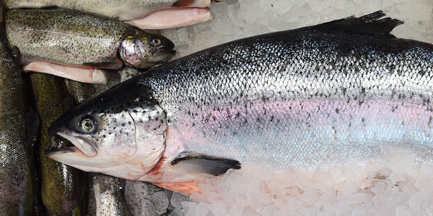 Ein Lachs, der den Klimawandel vorantreibt Ein Lachs, der den Klimawandel vorantreibt