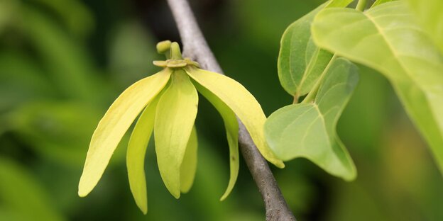 Eine Ylang-Ylang-Pflanze Eine Ylang-Ylang-Pflanze
