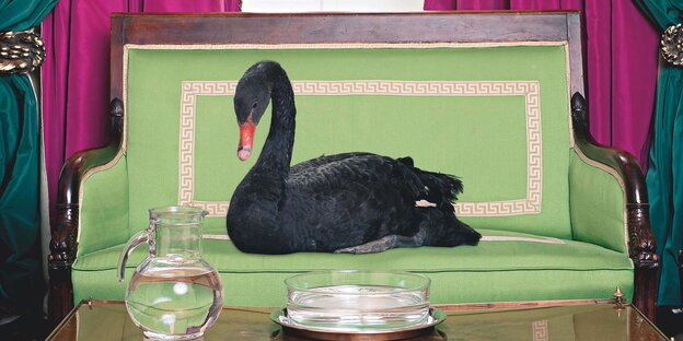 Schwarzer Schwan sitzt auf einem Sofa Schwarzer Schwan sitzt auf einem Sofa