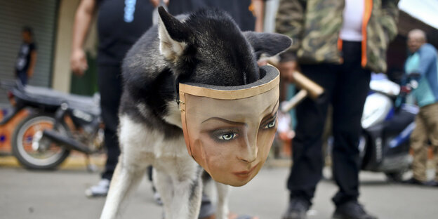 Hund mit einer Maske mit menschlichem Gesicht - schaut in die Kamera. In Nicaragua wird der Konflikt zwischen der Regierung unter Ortega und der Opposition nicht beigelegt. Hund mit einer Maske mit menschlichem Gesicht - schaut in die Kamera. In Nicaragua wird der Konflikt zwischen der Regierung unter Ortega und der Opposition nicht beigelegt.