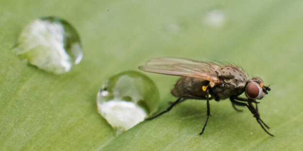 Fliege auf einem Blatt Fliege auf einem Blatt