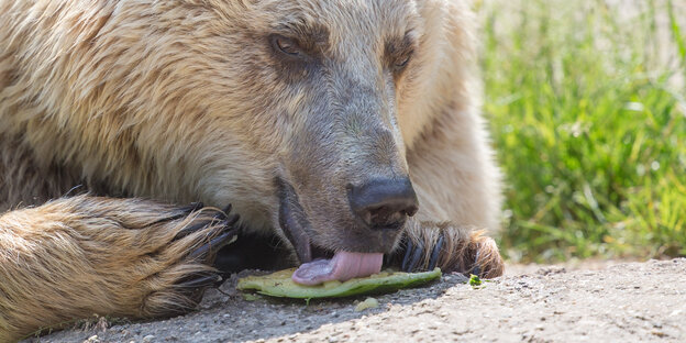 Ein Braunbär eine Melonenschale aus Ein Braunbär eine Melonenschale aus
