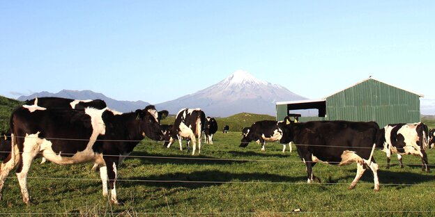 Kühe vor einem Berg in Neuseeland Kühe vor einem Berg in Neuseeland