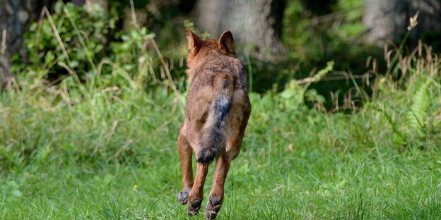 Wolf rennt weg in den Wald Wolf rennt weg in den Wald