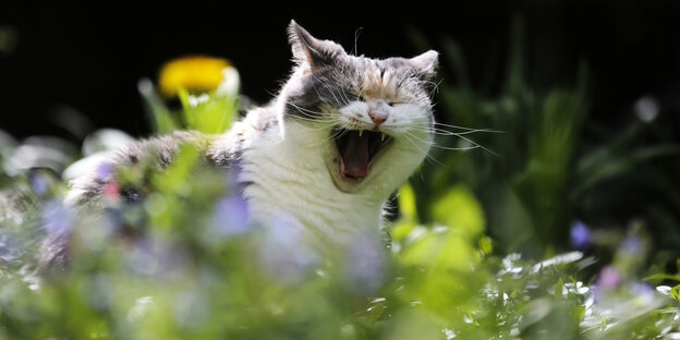 Eine Katze gähnt in einem Garten Eine Katze gähnt in einem Garten