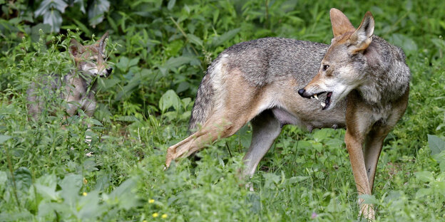 Zwei Wölfe im Wald Zwei Wölfe im Wald
