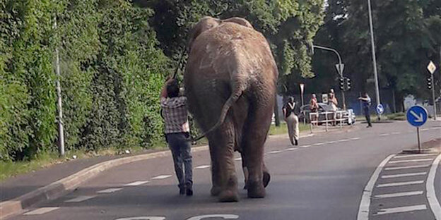 Ein Elefant läuft eine Straße entlang Ein Elefant läuft eine Straße entlang