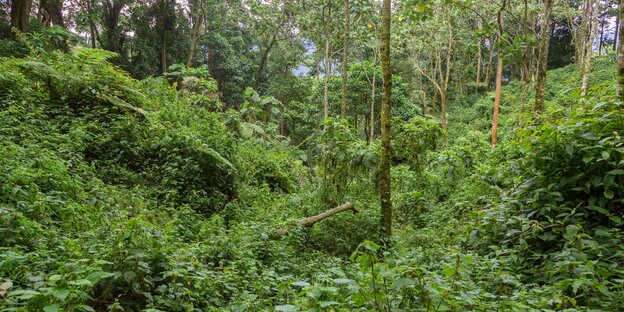 Bäume und Gebüsch im Regenwald Bäume und Gebüsch im Regenwald